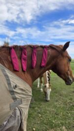 horse grooming mane care groominghorses (10)