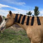 horse grooming mane care groominghorses (9)