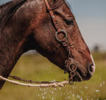 metal ring headstall western headstall for sale ranch hand