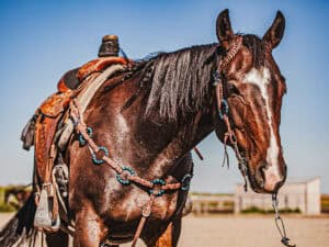 western metal ring headstall metal ring breast collar western horse tack ranch hand premium wenster bridle metal rings twisted iron (1)