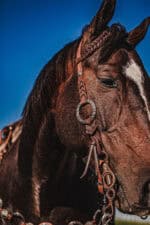 western metal ring headstall metal ring breast collar western horse tack ranch hand premium wenster bridle metal rings twisted iron (16)