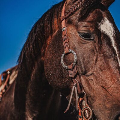 western metal ring headstall metal ring breast collar western horse tack ranch hand premium wenster bridle metal rings twisted iron (16)