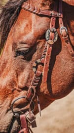 western metal ring headstall metal ring breast collar western horse tack ranch hand premium wenster bridle metal rings twisted iron (30)