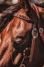 western metal ring headstall metal ring breast collar western horse tack ranch hand premium wenster bridle metal rings twisted iron (32)