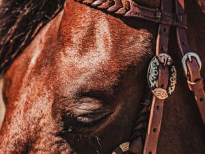 western metal ring headstall metal ring breast collar western horse tack ranch hand premium wenster bridle metal rings twisted iron (32)