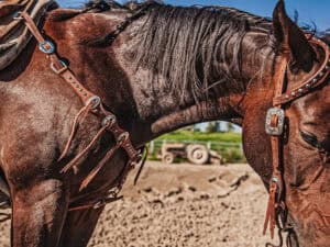 western metal ring headstall metal ring breast collar western horse tack ranch hand premium wenster bridle metal rings twisted iron (34)