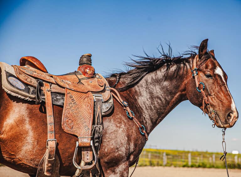 Metal-Ring Breast Collars & Metal Ring Headstalls — Cowboy-Tough, Clean, and Ready to Run
