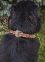 ranch hand western dog collars western collars for dogs leather dog collars cowboy dog shit (10)