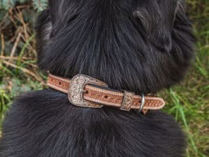 ranch hand western dog collars western collars for dogs leather dog collars cowboy dog shit (10)