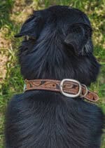 ranch hand western dog collars western collars for dogs leather dog collars cowboy dog shit (3)