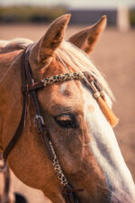 Western Headstall For Sale handmade leather headstall weaver leather bridle (12)