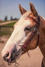 Western Headstall For Sale handmade leather headstall weaver leather bridle (26)