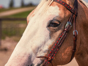 Western Headstall For Sale handmade leather headstall weaver leather bridle (26)