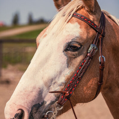 Western Headstall For Sale handmade leather headstall weaver leather bridle (26)