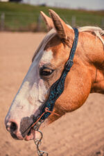 Western Headstall For Sale handmade leather headstall weaver leather bridle (8)