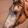 Western Headstall For Sale handmade leather headstall weaver leather bridle (9)
