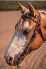 Western Headstall For Sale handmade leather headstall weaver leather bridle (9)