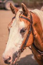 Turquoise buckstitch browband headstall handmade Argentina leather