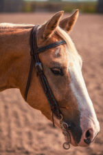 Turquoise buckstitch browband headstall handmade Argentina leather