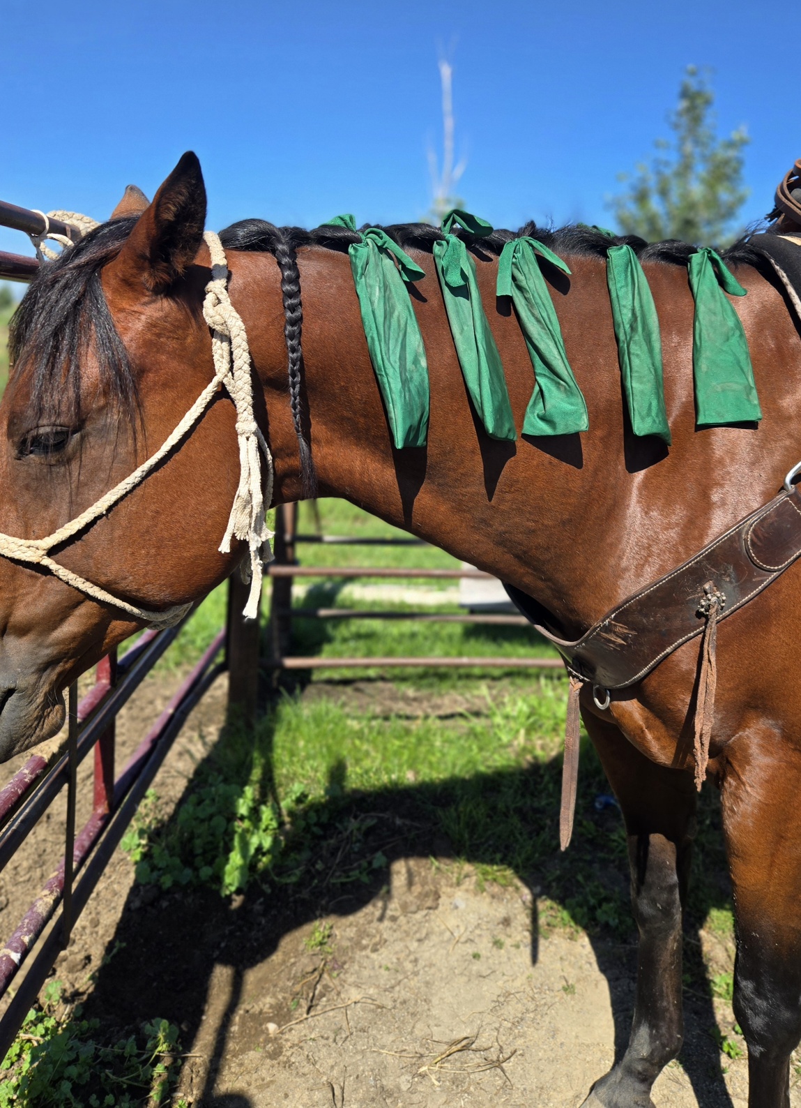horse grooming mane care groominghorses (4)