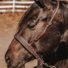leather tie down ranch hand noseband team roping horse tack barrel racing tiedown (3)