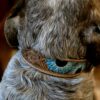 Prairie Blue Leather Dog Collar - Hand-Painted Western Style - view 5