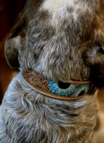 western dog collar