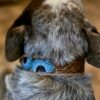 Prairie Blue Leather Dog Collar - Hand-Painted Western Style - view 4