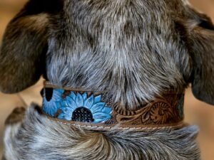 western dog collar