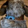 Prairie Blue Leather Dog Collar - Hand-Painted Western Style - view 3