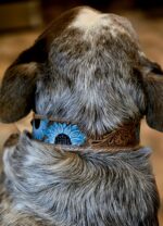 western dog collar