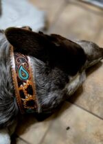 western-dog-collar-clearance-ranch-hand, leather-dog-collar-sale, hair-on-cowhide-dog-collar-clearance.