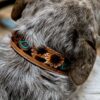 Prairie Sunflower Leather Dog Collar - Hand-Painted Western - view 6