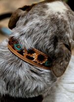 western-dog-collar-clearance-ranch-hand, leather-dog-collar-sale, hair-on-cowhide-dog-collar-clearance.