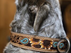 western-dog-collar-clearance-ranch-hand, leather-dog-collar-sale, hair-on-cowhide-dog-collar-clearance.