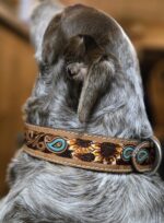 western-dog-collar-clearance-ranch-hand, leather-dog-collar-sale, hair-on-cowhide-dog-collar-clearance.