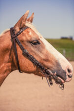 ranch hand breast collar western headstall weaver leather bridle NRS headstall (10)