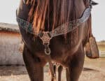 ranch hand breast collar western headstall weaver leather bridle NRS headstall (80)