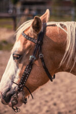 white buckstitch browband headstall handmade Argentina leather