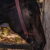 Basketweave Tooling - Split Ear Headstall - view 9