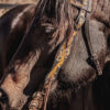 Yellow Sunflower Browband Headstall - Black Leather Western Bridle