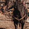 western headstall leather bridle browband sunflower bridle ranch hand (12)
