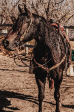 western headstall leather bridle browband sunflower bridle ranch hand (12)