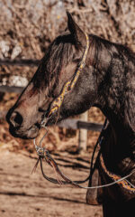 western headstall leather bridle browband sunflower bridle ranch hand (13)