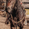 western headstall leather bridle browband sunflower bridle ranch hand (15)