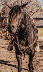 western headstall leather bridle browband sunflower bridle ranch hand (15)