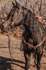 western headstall leather bridle browband sunflower bridle ranch hand (16)
