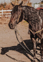 western headstall leather bridle browband sunflower bridle ranch hand (18)