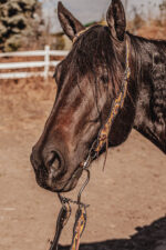 western headstall leather bridle browband sunflower bridle ranch hand (19)