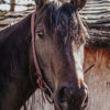 Basketweave Tooling - Split Ear Headstall - view 8